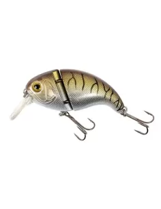 The hunchback Trout 