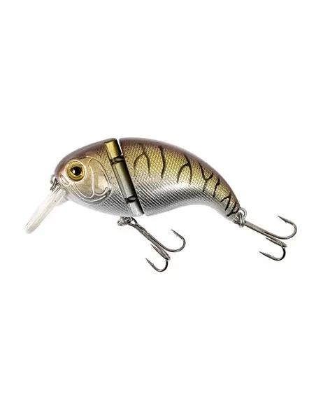 The hunchback Trout