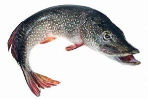 Pesca al Luccio: Caratteristiche e come si pesca