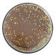 Berkley Powerbait Glitter Trout Bait Trout Pellet Pastella per Trote Berkley