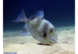 Pesce balestra: guida completa a spot, attrezzature e tecniche per catturare il "porco" dei fondali